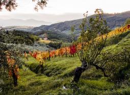 Domazzano
